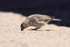 Plumbeous Sierra-Finch (female) foraging, El Tatio Geyser Field, Chile