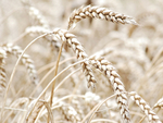 Harvest
