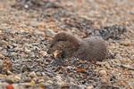 Otter