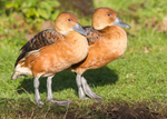 Fulvous Whistling Duck 1