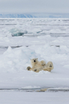 Waving bear