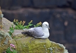 Fulmar