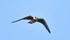 Red-footed Falcon