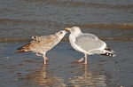 Herring Gulls