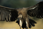 White-backed vulture
