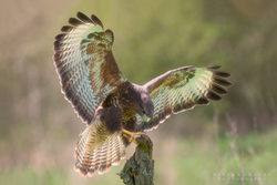 Buzzard