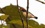 Scarlet-backed Flowerpecker