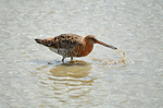 Black-tailed Godwit