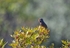 Dartford Warbler