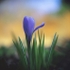 Blue Crocus
