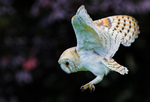 Barn Owl