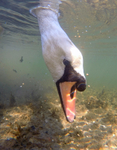 Underwater photography of Mute swans in Bristol Marina_0004