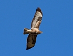 Common Buzzard