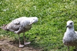 Gulls