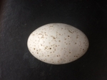 Egg