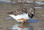 Turnstone - Arenaria interpres