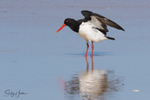 Pied Oyster Catcher 3
