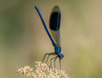 Banded Demoiselle