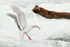 Glaucous-winged Gull landing near snorkelling Brown Bear