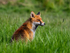 April 2024 - Red Fox