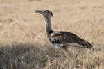 Kori Bustard