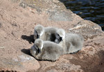 Cygnets Dawlish