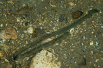 Amalosoma eddystonense