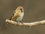 Lesser Redpoll perched by the feeders at Otmoor