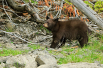 Black Bear cub, Mud Lake, British Columbia, Canada