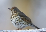 Song Thrush