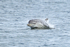 Bottlenose Dolphin surfacing, Chanonry Point, Scotland