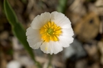 Pyrenean buttercup alpine form Ranunculus pyrenaicus