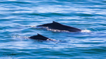 Mother and Calf 2