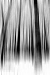 Tree - 0711 bw motion blur