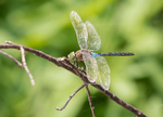 Lesser Emperor Dragonfly