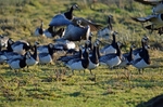 Barnacle Geese