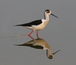 Black Winged Stilt
