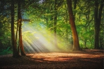 z3282 Autumn Rays, Borthwood Copse