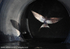 SWE001: Swallow in flight