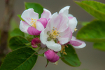 ACP_3439-1