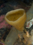 Haliclona urceolus