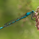 Common Blue Damselfly