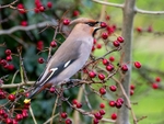 Waxwing