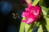 Busy Bee