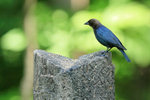 Brown-headed Cowbird portfolio