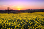 Rape Field at Sunset