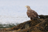 Sea Eagle standing on seaweed, Lauvsnes, Norway