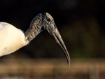 Wood Stork head side view, Wakodahatchee Wetlands, Florida