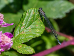 Azure Damselfly