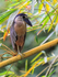 Boat-billed Heron on bamboo, Costa Rica